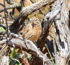 Emberiza tahapisi