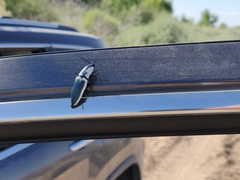 Chalcolepidius webbi