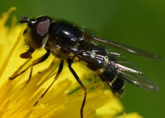 Dasysyrphus venustus