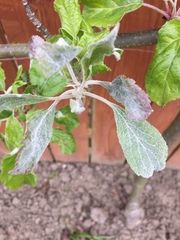 Podosphaera leucotricha