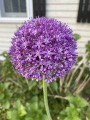 Allium giganteum