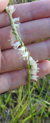 Spiranthes vernalis image