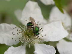 Augochloropsis viridula