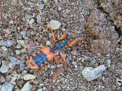 Ectomocoris patricius