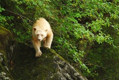 Ursus americanus kermodei
