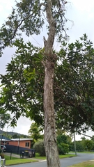 Dendrobium canaliculatum