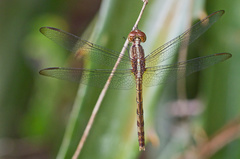 Erythrodiplax umbrata