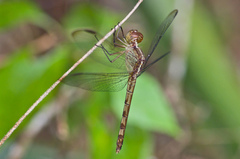 Erythrodiplax umbrata