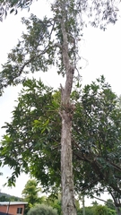 Dendrobium canaliculatum