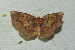 Metarranthis angularia