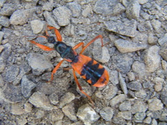 Ectomocoris patricius