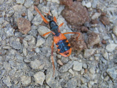 Ectomocoris patricius