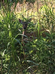 Odocoileus virginianus texanus