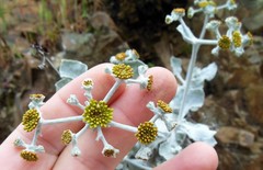 Eriogonum crocatum