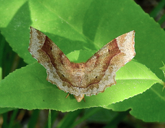 Metarranthis hypochraria