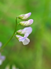 Vicia disperma