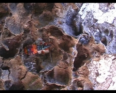 Ectomocoris patricius