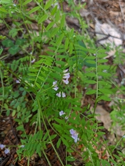Vicia disperma