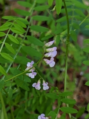 Vicia disperma