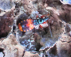 Ectomocoris patricius