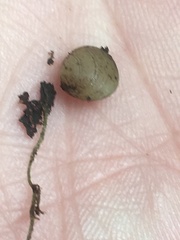 Sphaerium occidentale