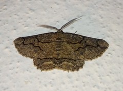 Menophra japygiaria