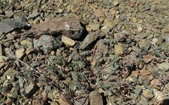 Astragalus inyoensis