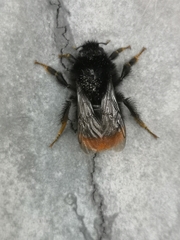 Bombus lapidarius