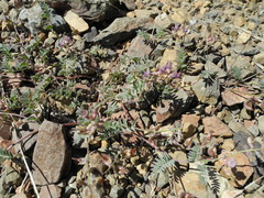 Astragalus inyoensis