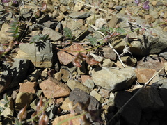 Astragalus inyoensis