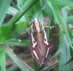 Aegocera venulia