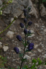 Aconitum napellus