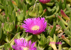 Carpobrotus acinaciformis