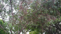 Asteromyrtus symphyocarpa