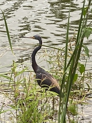 Egretta tricolor image