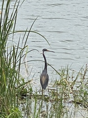 Egretta tricolor image