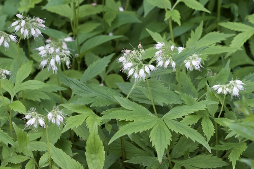 Virginia waterleaf