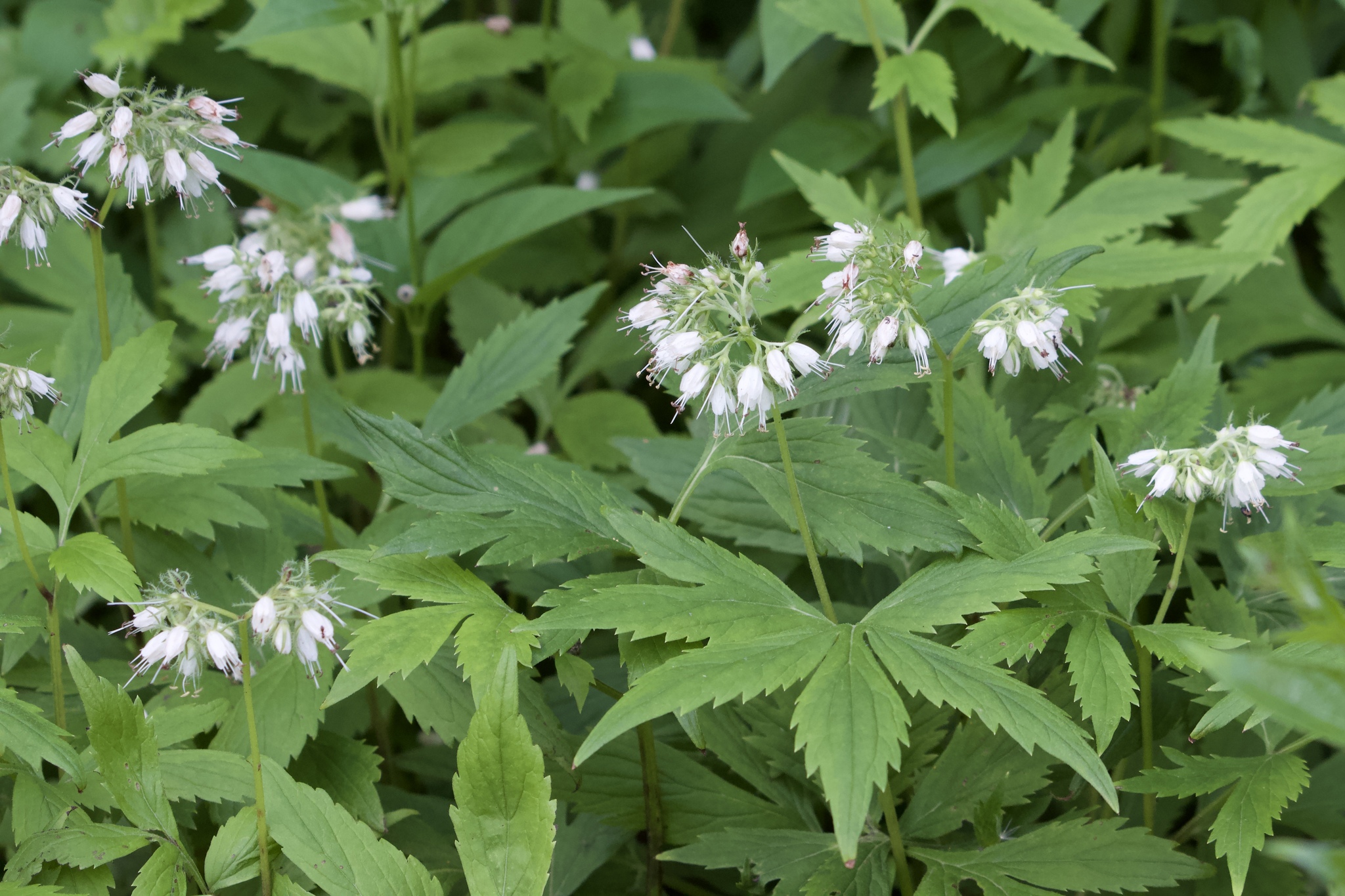 Hydrophyllum virginianum