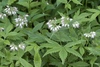 Virginia Waterleaf - Photo (c) davidpickett, some rights reserved (CC BY-NC), uploaded by davidpickett