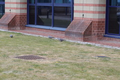 Columba palumbus