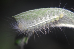 Cisseps fulvicollis