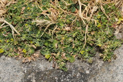 Medicago lupulina