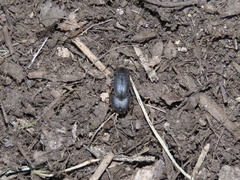 Asiopus minimus