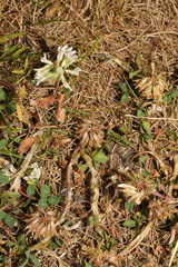 Trifolium repens
