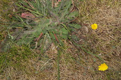 Hypochaeris radicata