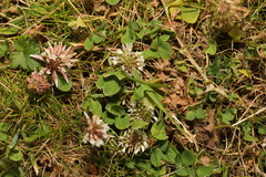 Trifolium repens