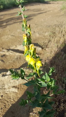 Linaria dalmatica dalmatica