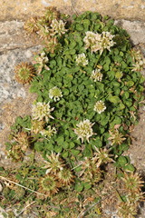 Trifolium repens