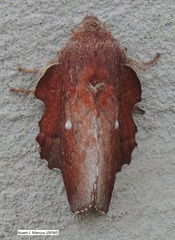 Phyllodesma occidentis