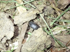 Asiopus minimus
